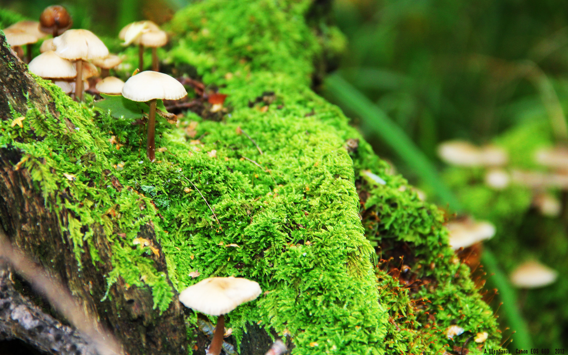 杰伦格林，攻防转换的心脏—解码广东队力克广厦队的胜负手