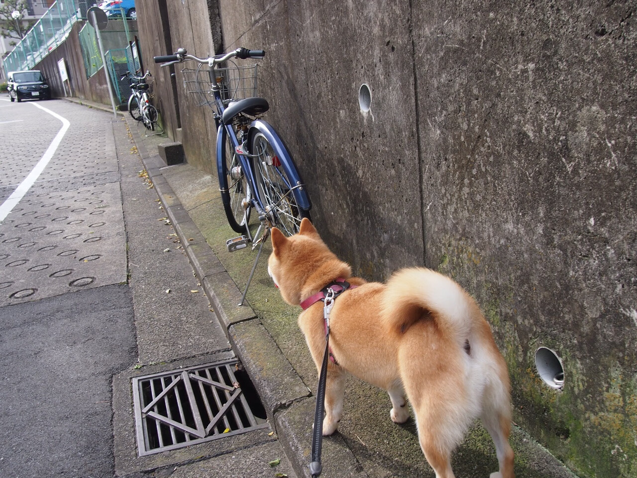 冰封狙击手，雷恩的死亡缠绕如何让新西兰飓风骤停总决赛