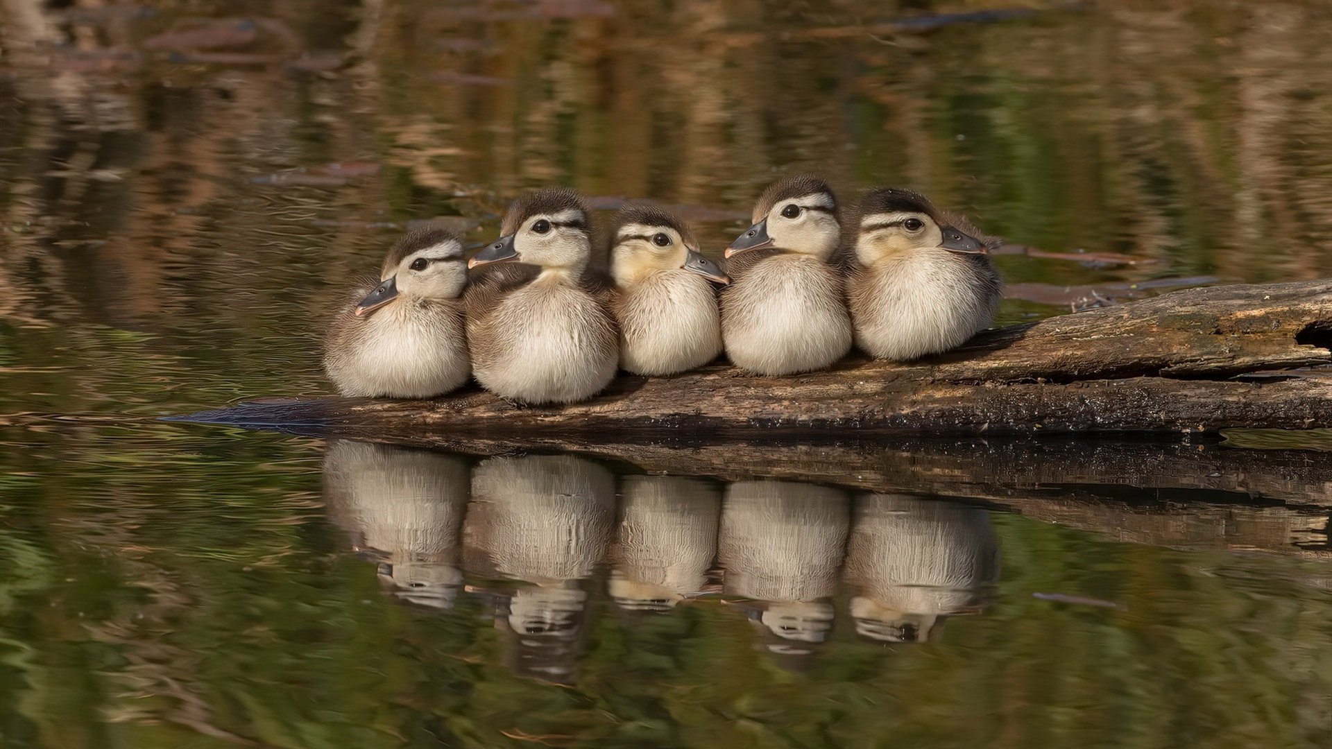 德罗赞，失败的绝笔，雷霆，革命的序章