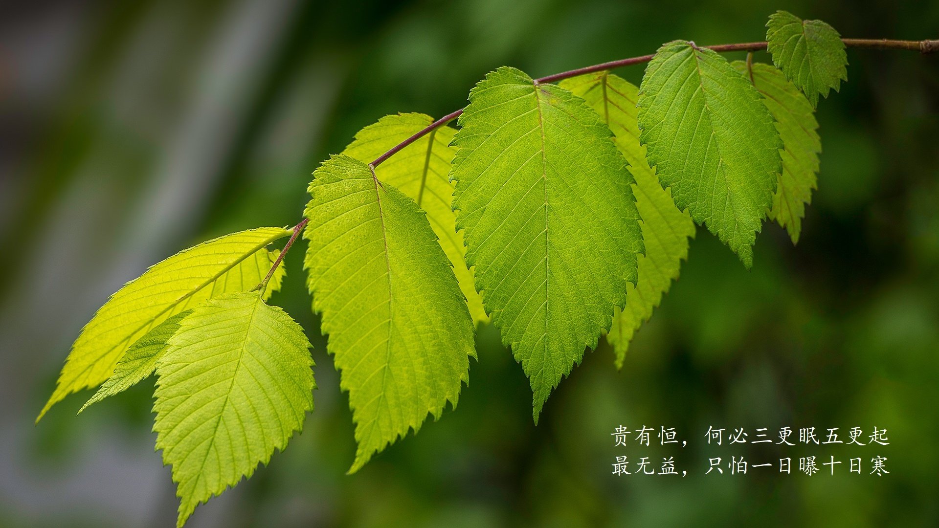 2.75秒的深圳，一场用城市空间锁死猛龙的抢七奇迹