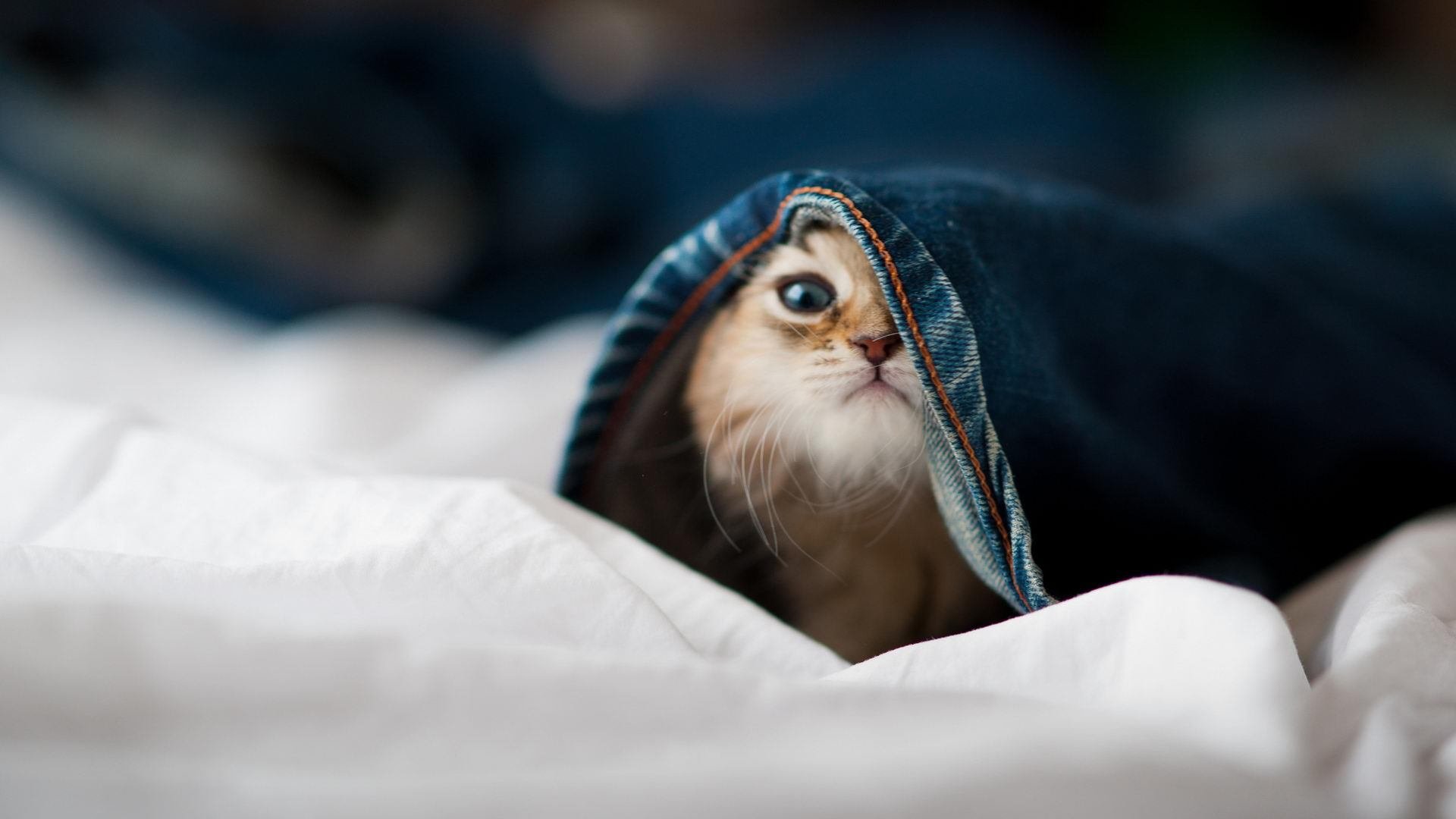 圣城洗礼，欧文单骑救主，独行侠枪火焚尽盐湖城