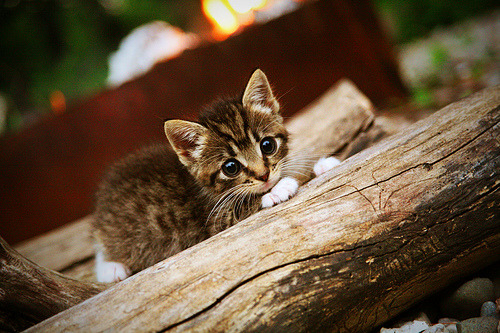 布克封神之战！深圳男篮逆袭NBA雄鹿，诠释篮球真谛
