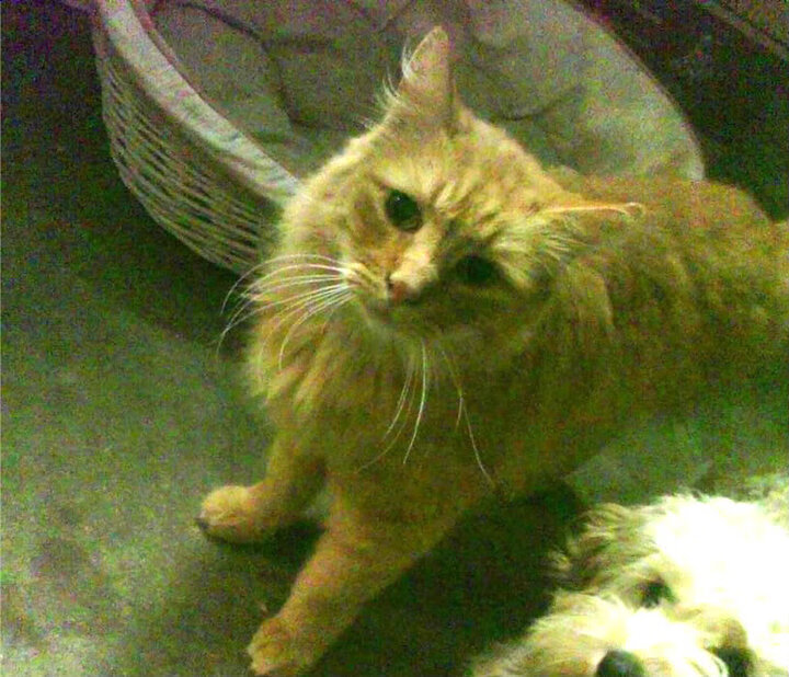 隔空定义,当威尔士强势晋级,委内瑞拉听见了厄德高的心跳