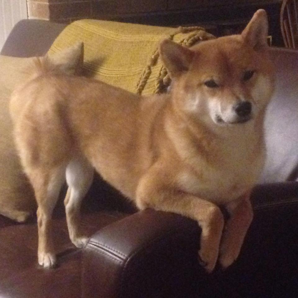 今夜的救赎，撕裂流言的无言投枪