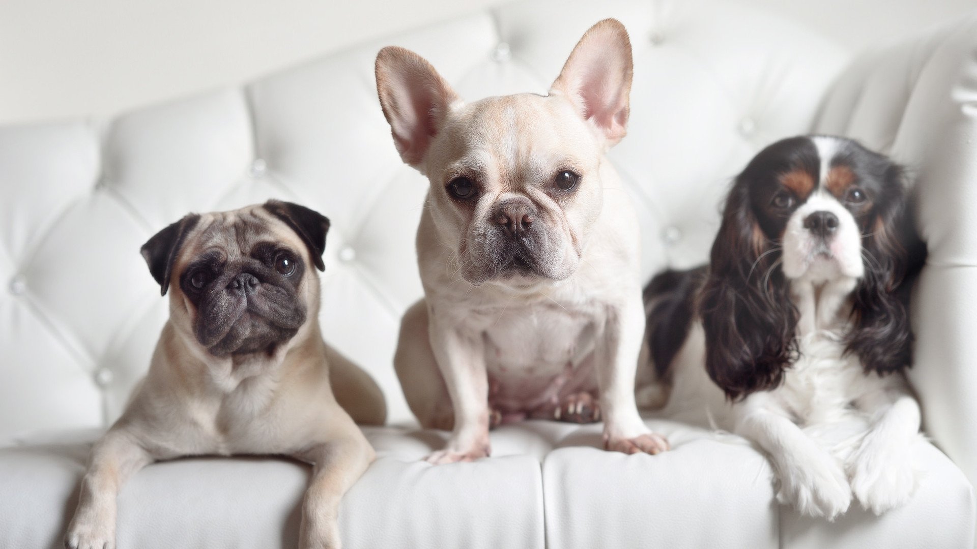 南美黑马掀翻欧陆豪强，委内瑞拉战术压制皇家社会，巴雷拉一锤定音定乾坤