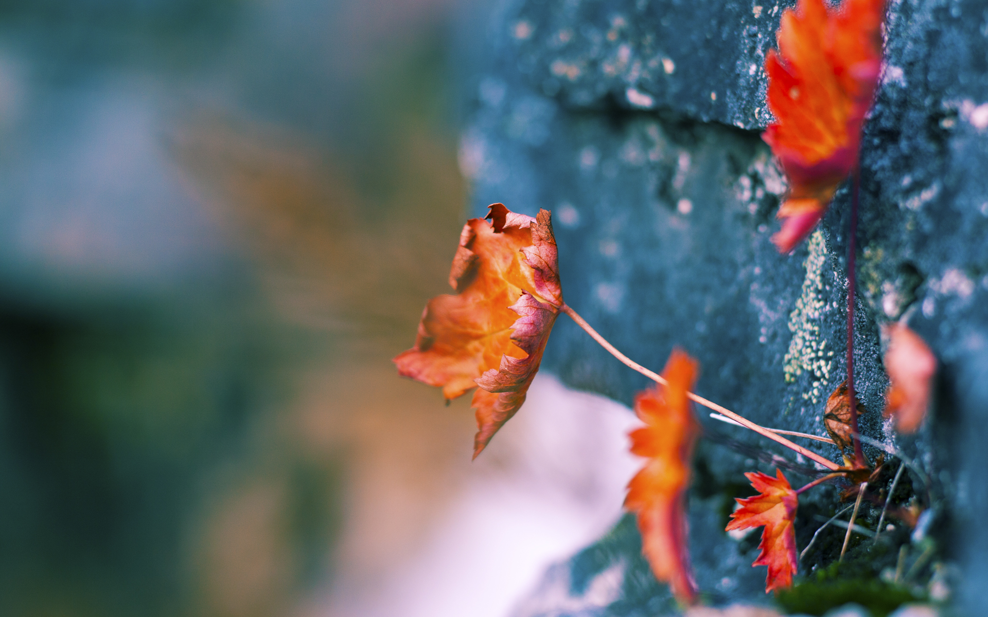 东契奇膝下烽火连天，擎天白玉柱唯小贾伦耳