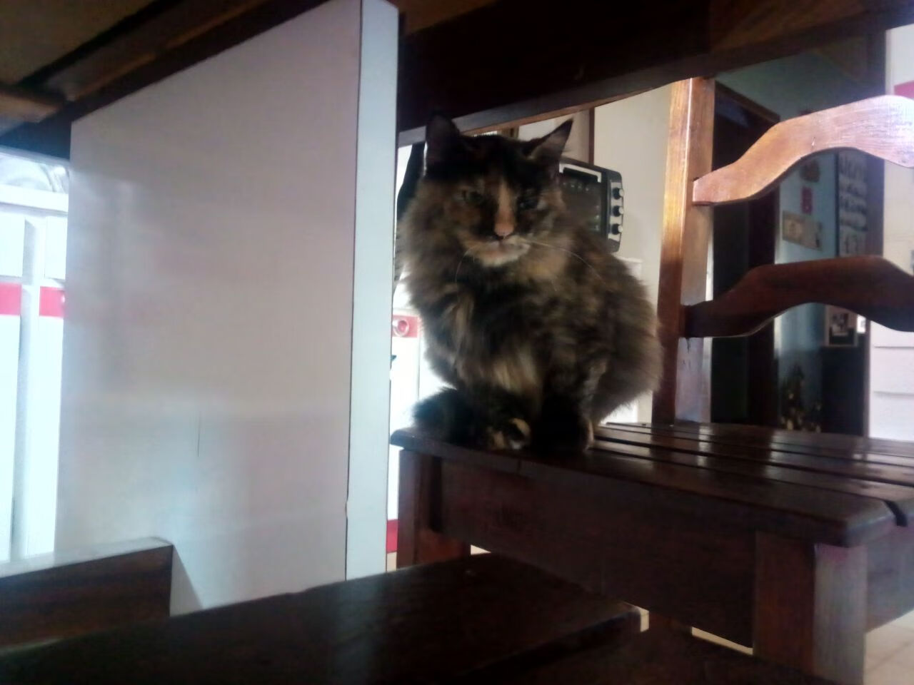 铁蹄踏破东北虎，约基奇王座无人撼动