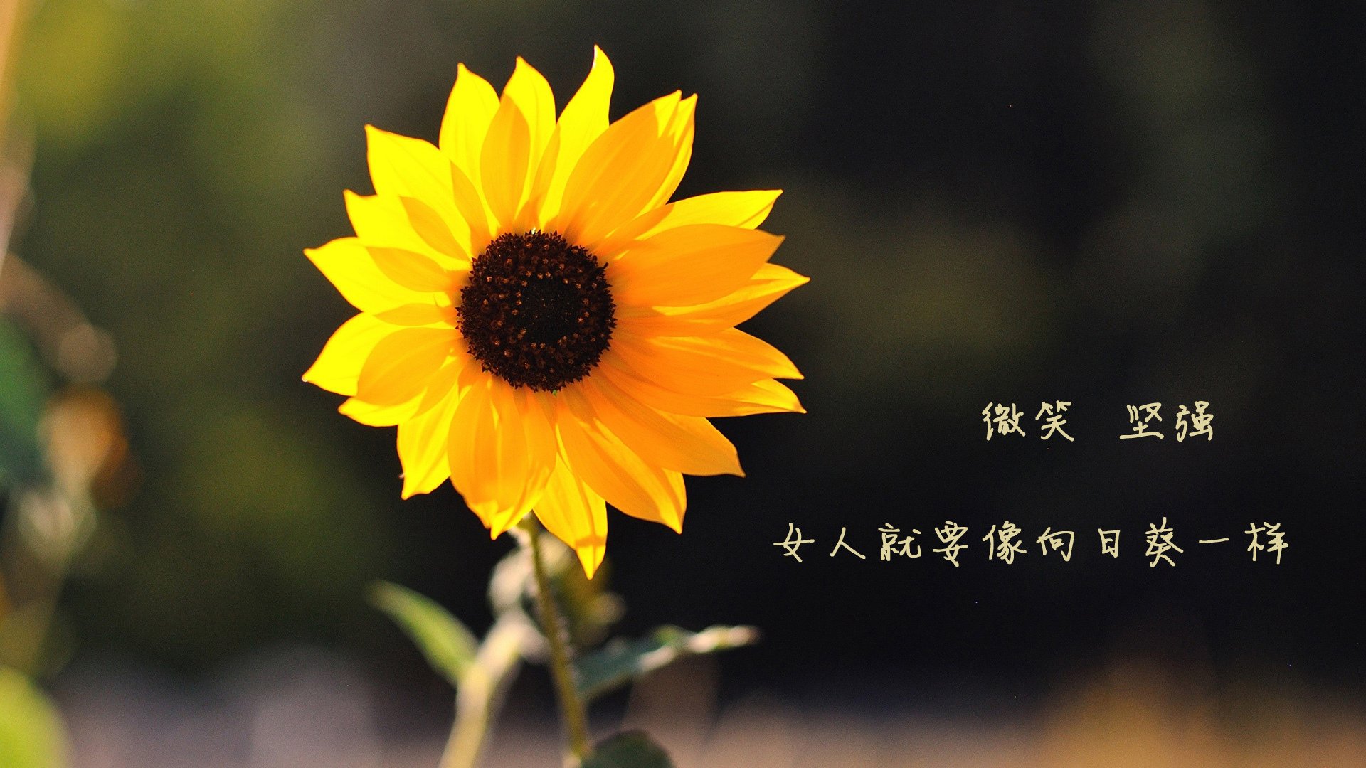 这是一篇为您定制的深度体育评论文章,围绕您给出的关键词,构建了一个充满戏剧张力和战术深度的叙事场景